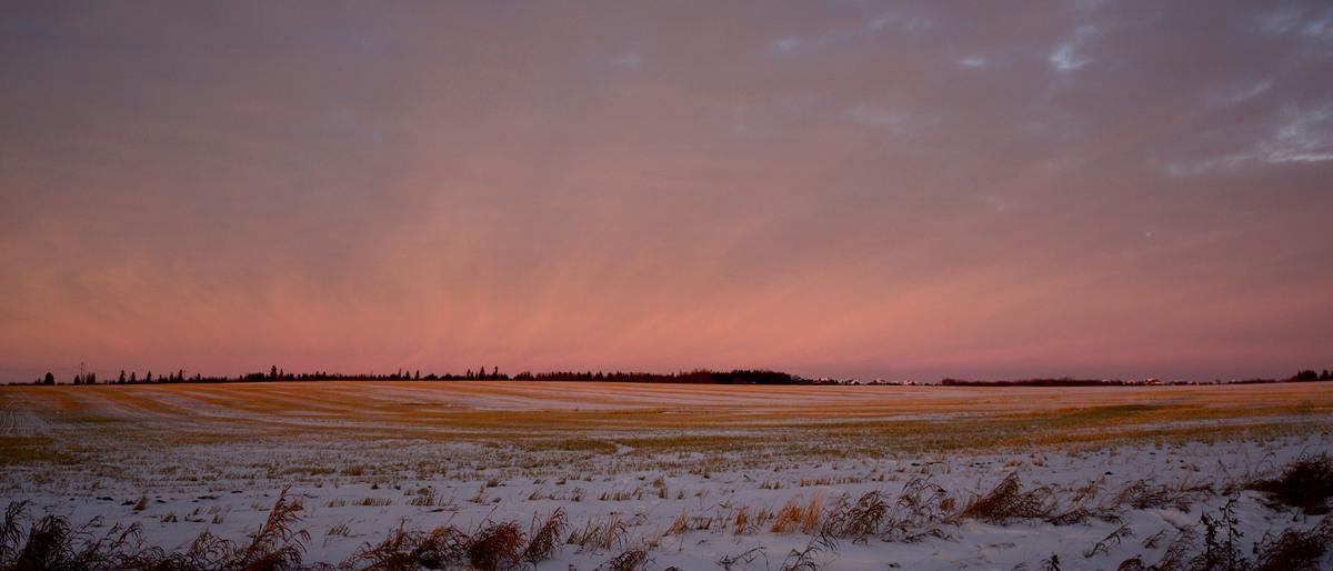 A snow-covered stubble field under a pink and orange sunset near St. Albert, Alberta